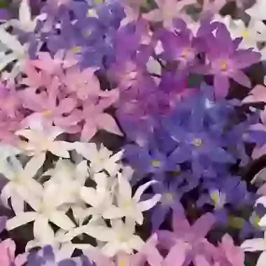 Mixed